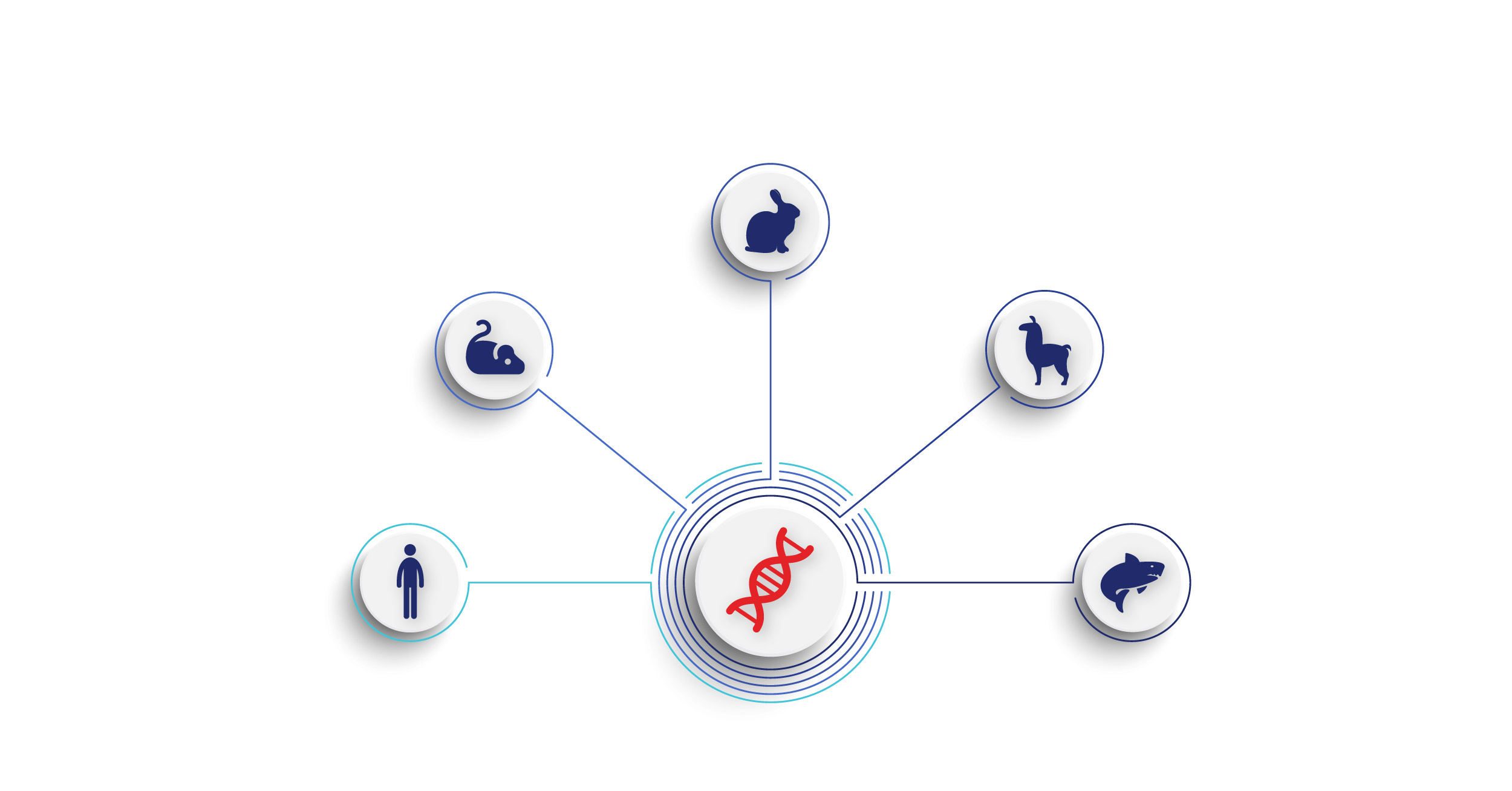 Animal models in antibody discovery